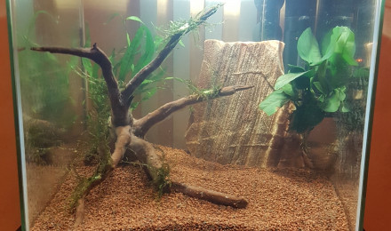 aquarium Nano