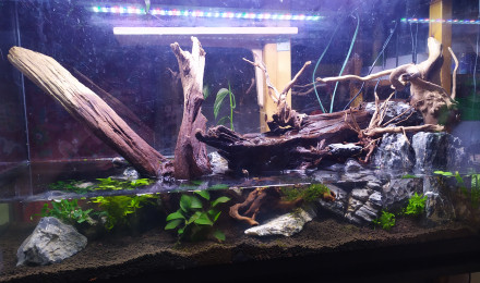 aquarium Paludarium