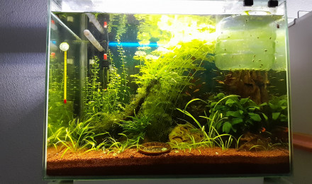 aquarium HOME 80