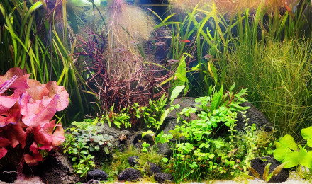 aquarium Ciano 70