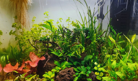 aquarium Ciano 60