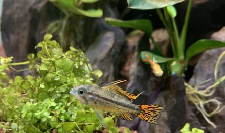aquarium Brouzet