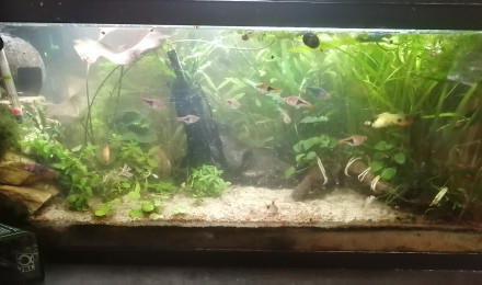 aquarium Mon 80 litres