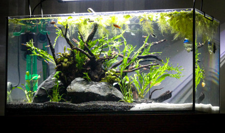 aquarium suspence