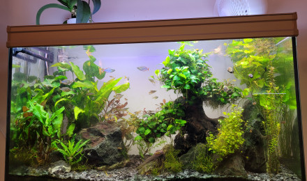 aquarium Bonsai