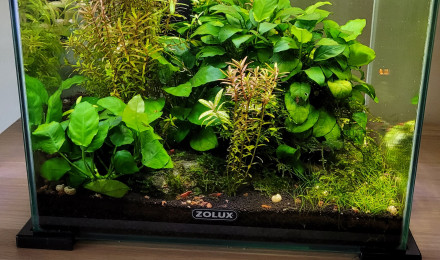 aquarium Nano aqua