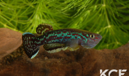 aquarium 222 Souhait Fundulopanchax marmoratus