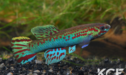 aquarium 224 Souhait Aphyosemion hera ARK 96-01-2
