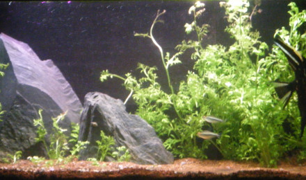 aquarium Amazone