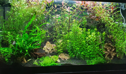 aquarium Communautaire