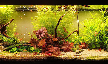 aquarium Planté Communautaire