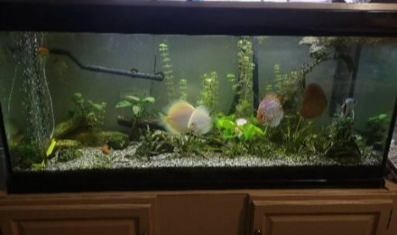 aquarium Amazonien