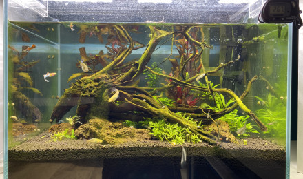 aquarium Sauvons les guppys