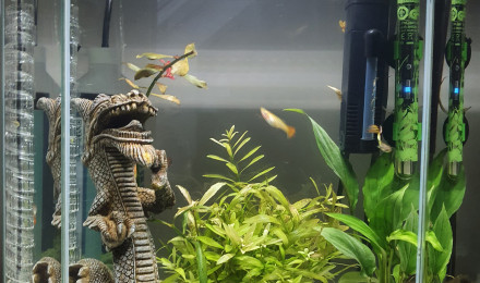 aquarium Clara