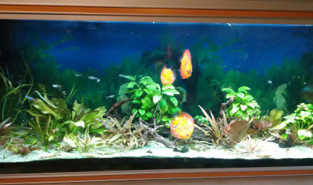 aquarium Amazonie 600 litres
