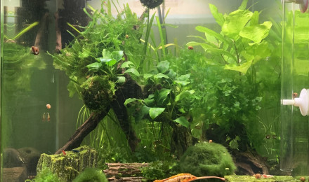 aquarium Nano Aquarium 60