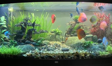 aquarium Juwel Vision 450