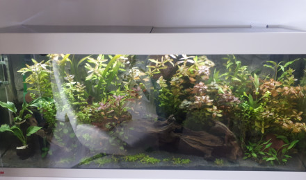 aquarium Aqua Alain87