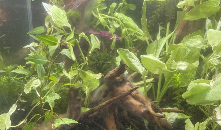 aquarium Amtra 20L