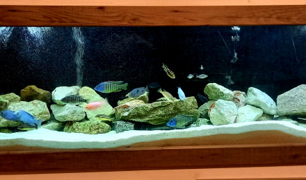 aquarium cichlides malawi