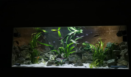 aquarium 2000L Tanganyika