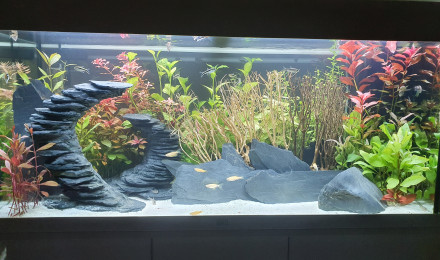 aquarium JUWEL RIO180