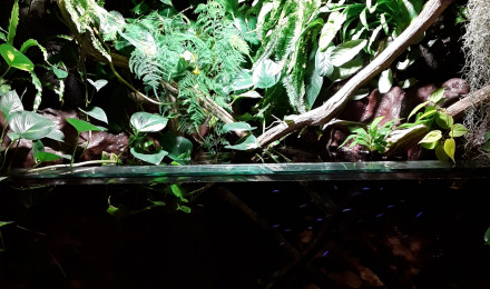 aquarium Berge amazonienne