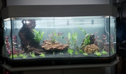 aquarium Nouvelle aquarium