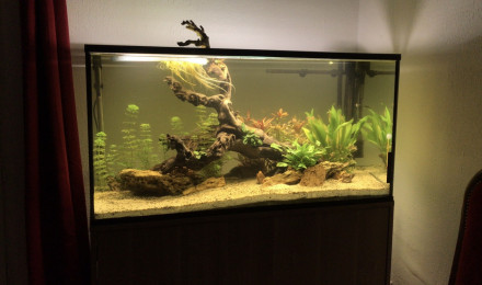 aquarium 300L