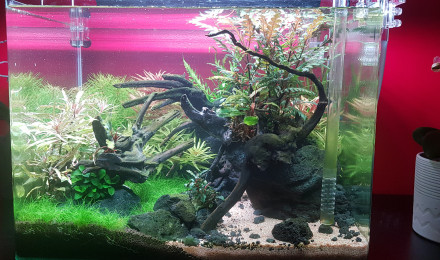 aquarium 70L