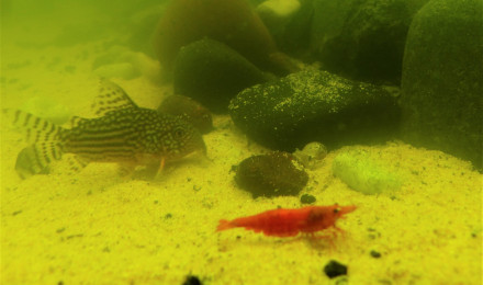 aquarium La maison des grands Amazonien 536L