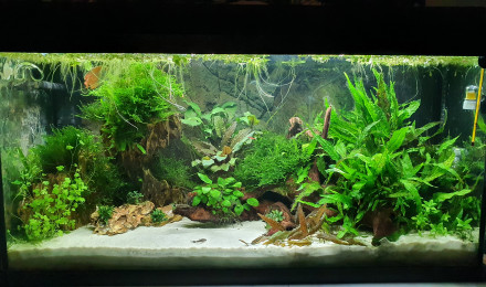 aquarium 120L