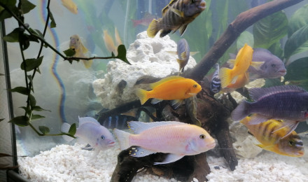 aquarium Cichlidé Malawi