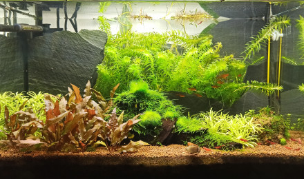 aquarium Nano