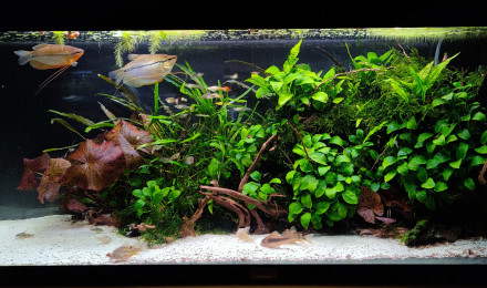 aquarium MOONLIGHT SHADOW