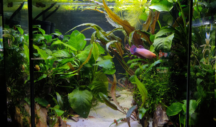 aquarium LITTLE BEACH