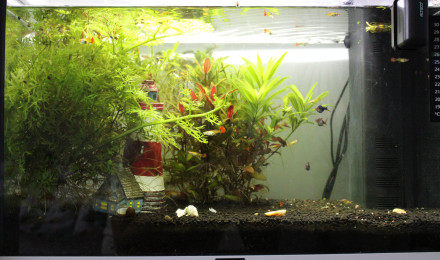 aquarium Aquarium de Louka