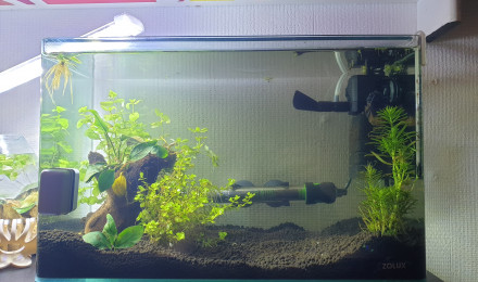 aquarium Mon premier aquarium