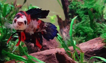 aquarium Le premier