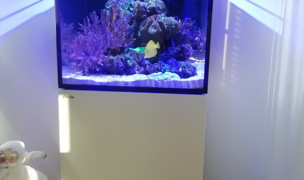 aquarium Récifal et poissons