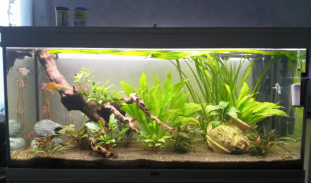 aquarium aquarium 296 L brut
