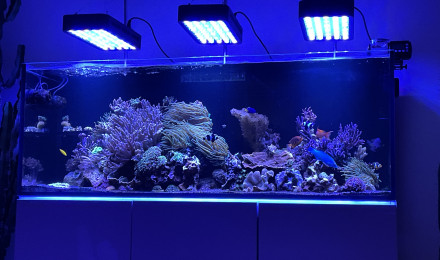 aquarium Aquamedic Armatus 450