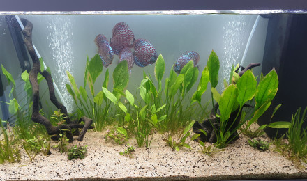aquarium Chris