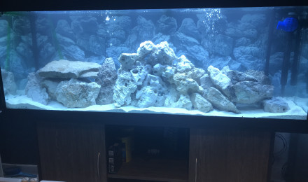 aquarium Marillier
