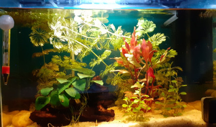 aquarium Betta