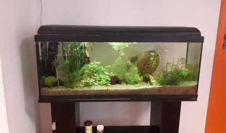 aquarium Aquarium classe 2