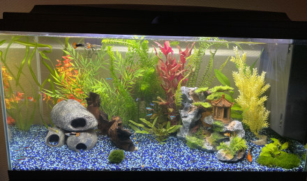 aquarium First