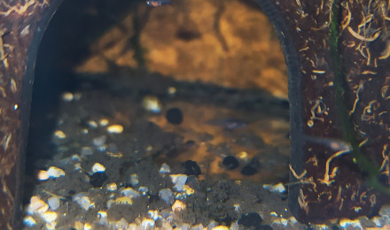 aquarium Killi26 134 Aphyosemion striatum Ncolamvan GEMHS 00-33