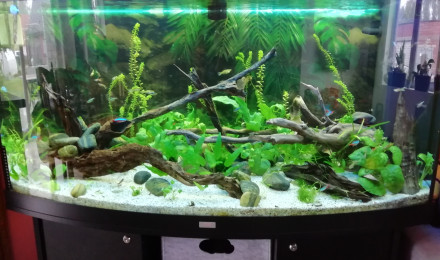 aquarium Juwel_260