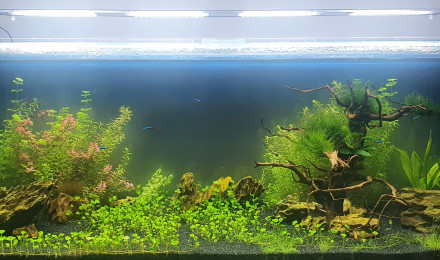 aquarium 300L